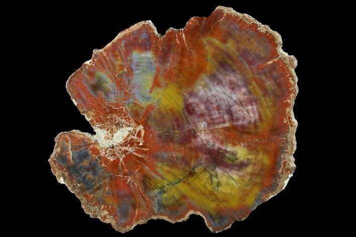 Polished Petrified Wood (Araucarioxylon) Round - Arizona #141280